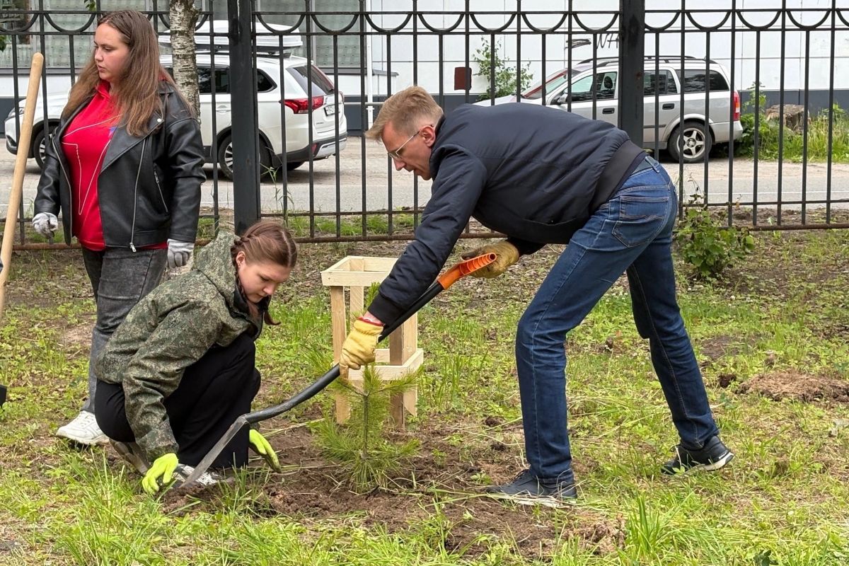 В День молодёжи, у здания спортивной школы жителей Новодвинска объединила высадка молодых кедров