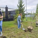 В Когалыме ХМАО активисты «Единой России» высадили 75 деревьев в честь участников СВО