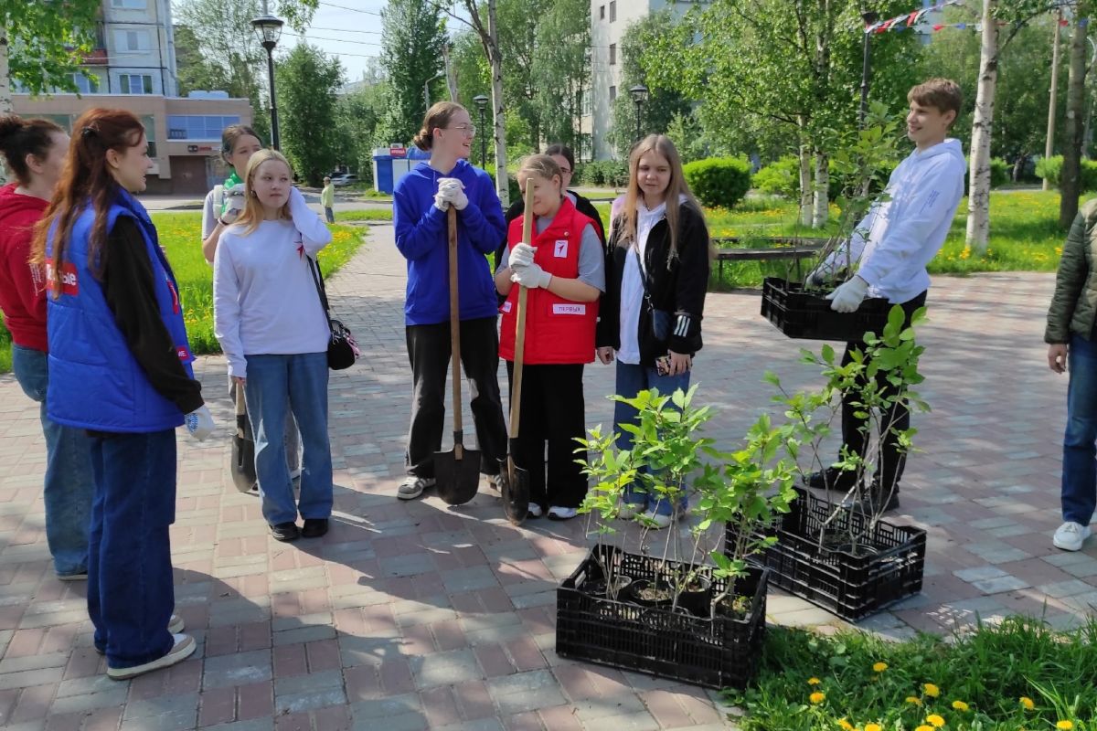 «Комфортное Поморье» в Северодвинске: берёзы, рябины и сирень высадили на аллее Молодёжи