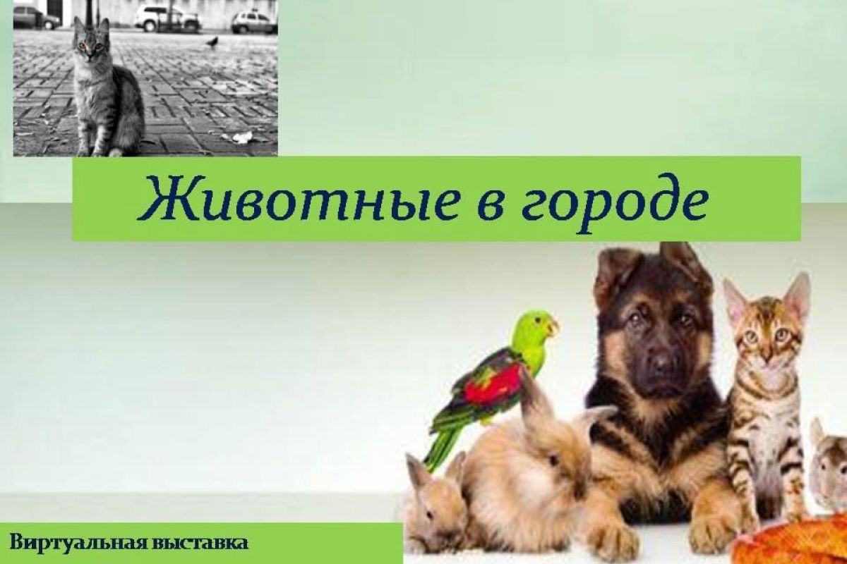 В Курском ГАУ организовали виртуальную выставку «Животные в городе»