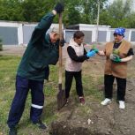 Беловские единороссы высадили 90 саженцев сосны