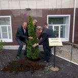 «Единая Россия» приняла участие в высадке аллеи туй у Воронежского онкоцентра