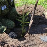 В Прикамье высадили более 164 тысяч деревьев в рамках акции «Сад памяти»