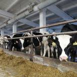 «Единая Россия» выступила с инициативой об увеличении мер господдержки молочного животноводства в Самарской области