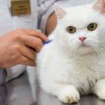 С 1 апреля в ветклиниках Москвы начинается акция по чипированию домашних животных