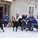Волонтеры помогли с уборкой снега приюту для бездомных животных