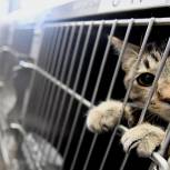Мосгордума внесла в Государственную Думу РФ законопроект о запрете ветеринарных операций без медицинских показаний