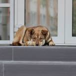 Андрей Турчак: «Единая Россия» против убийства бездомных животных