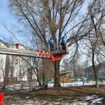 Людмила Шашенкова организовала спил аварийных деревьев в Сеймском округе