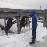 Активисты «Единой России» поддержали Можайский приют для бездомных животных
