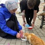 Молодогвардейцы Чеченской Республики накормили бездомных кошек