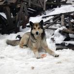 В Приморском крае «Единая Россия» помогла приюту для собак, пострадавшему после пожара