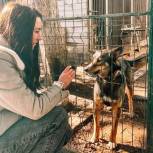 В Красноярском крае партпроект «Защита животного мира» помог приюту «Друг»