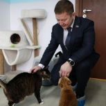 Петербургские единороссы передали корма и игрушки в приют для бездомных кошек «Новый дом»