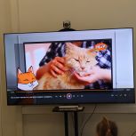 «Защита животного мира»: В Саранске прошла акция  «Кошкин дом»