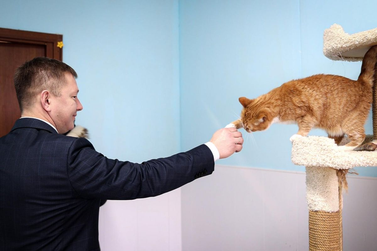 Петербургские единороссы передали корма и игрушки в приют для бездомных кошек «Новый дом»
