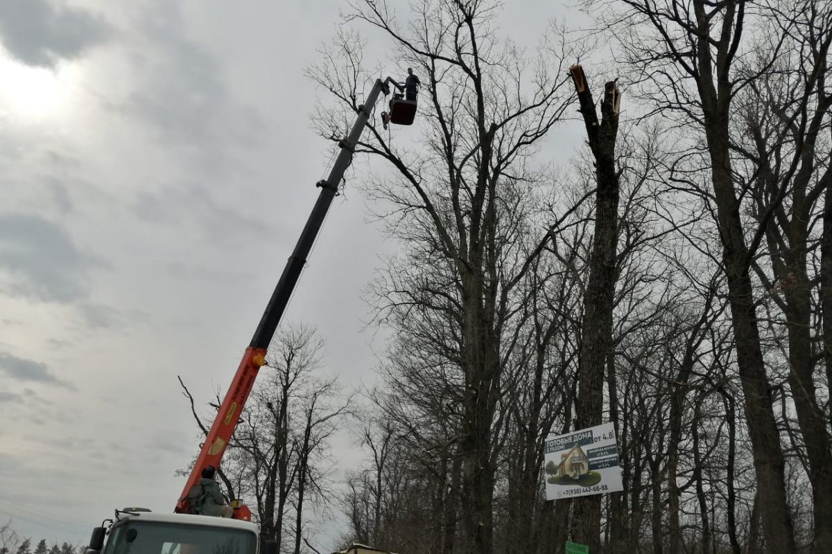 По инициативе депутата ЗСК Светланы Ангальт в Краснодаре прошла санитарная  вырубка аварийных деревьев