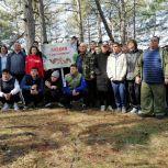 Активисты «Единой России» высадили тысячу саженцев сосны в селе Ставропольского края