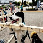 «Единая Россия» вновь запускает акцию по сбору помощи бездомным животным «Лучший друг»