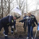 Единороссы-металлурги высадили в парке липы по партийному проекту «Чистая страна»