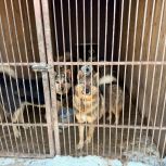 В рамках партийного проекта "Единой России" "Защита животного мира" в Чебоксарах прошла акция по благоустройству территории приюта для животных