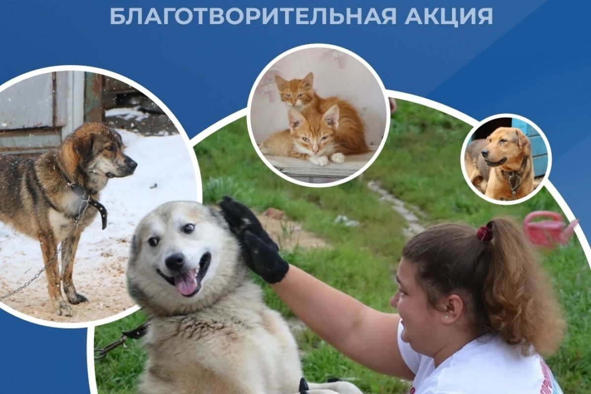 «Единая Россия» запускает благотворительную акцию «Верный друг» по сбору помощи приютам для животных