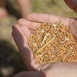 Производство зерновых культур субсидируют в Приморье