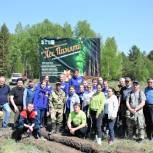 При поддержке «Единой России» волонтеры высаживают молодые деревья