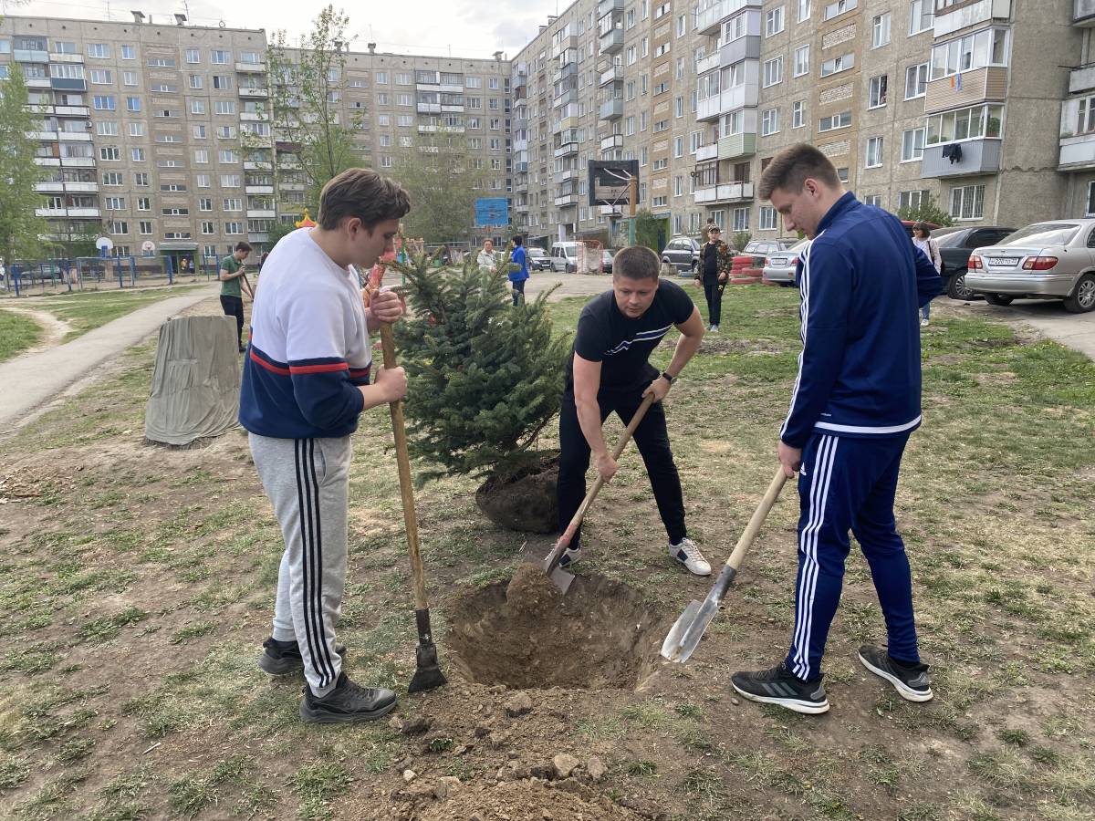 Александр Лисицын помог барнаульцам озеленить детскую площадку после сноса  аварийных тополей