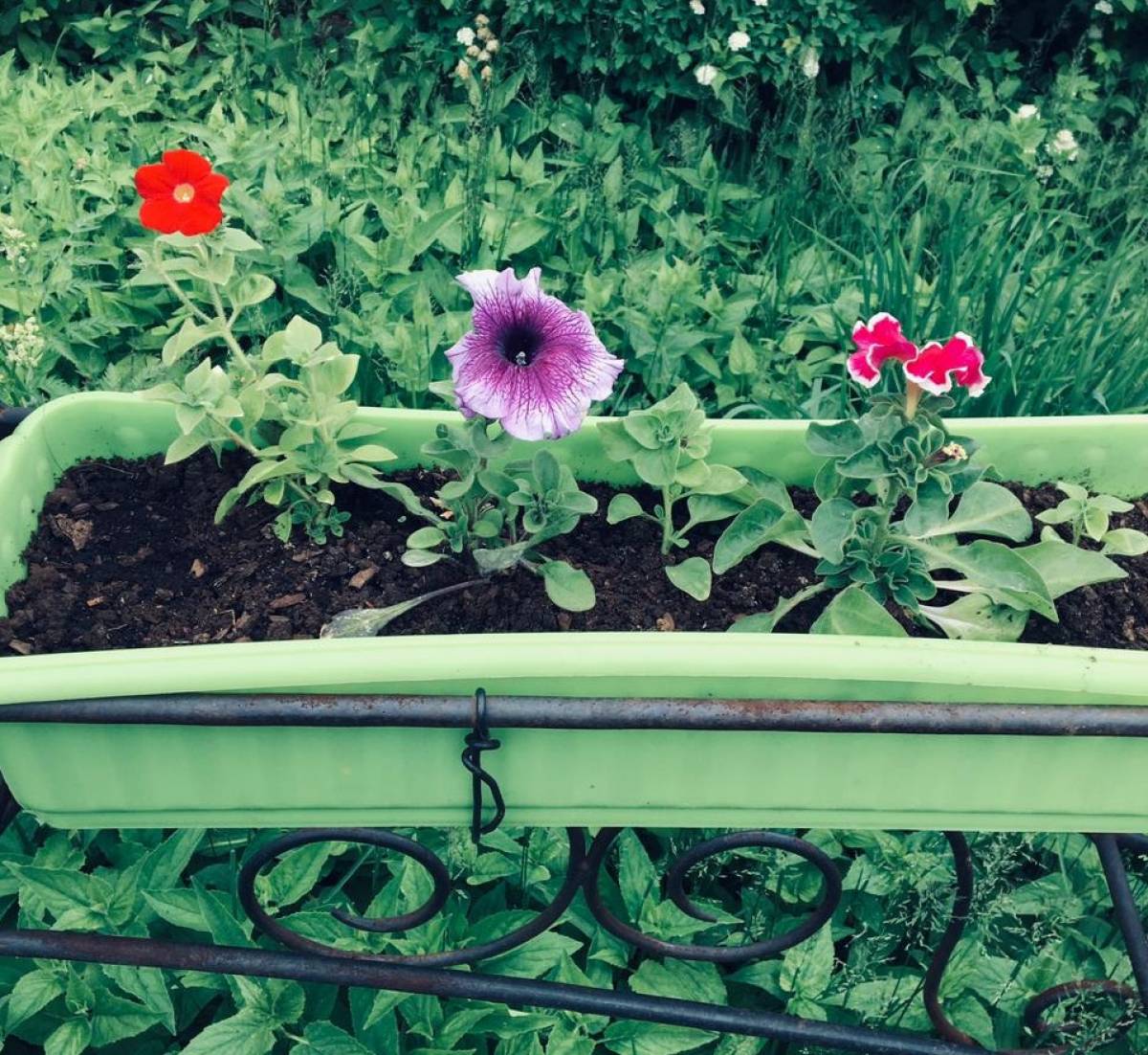 Фото Садоводов Кировской Области