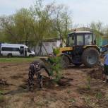 В рамках партийного проекта «Городская среда» единороссы высадили деревья в селе Ермак