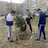 В Алтайском крае «Единая Россия» помогла заменить аварийные тополя на детской площадке на новые саженцы