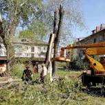 Приволжские единороссы отреагировали на просьбу жителей спилить аварийные деревья