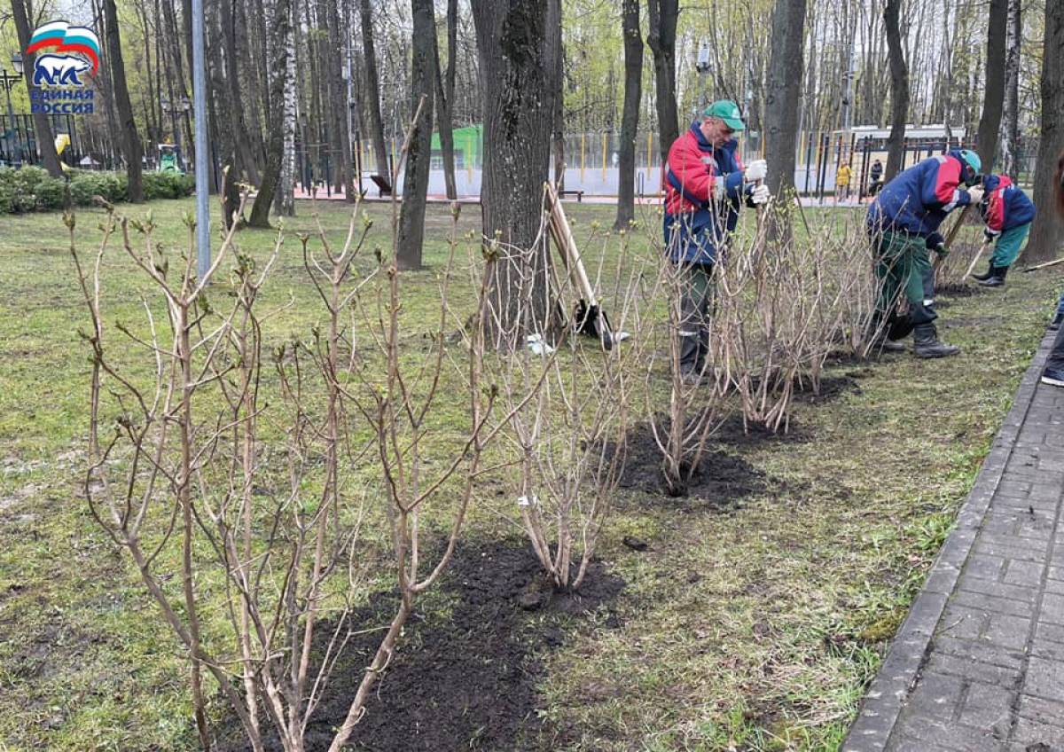 В рамках акции «Сирень Победы» единороссы северо-востока озеленили Бабушкинский  парк