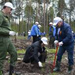 В Мордовии при поддержке «Единой России» высадили «Сад памяти» из 20 тысяч деревьев
