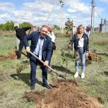В Кислянской школе высадили яблоневую аллею в память о Николае Железняке