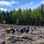 В Нижегородской области в рамках акции «Сад памяти» активисты «Единой России» высадили сосны