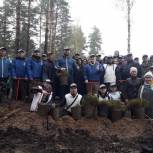 Единороссы восстанавливают лес после пожаров