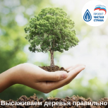 Партийный проект «Чистая страна» призывает камчатцев присоединиться к кампании по лесовосстановлению