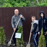 Единороссы и сторонники Партии продолжают высаживать деревья