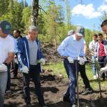 Единоросы приняли участие в акции по посадке леса в Майминском районе