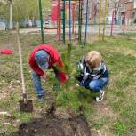 В Новосибирске активисты «Единой России» высадили более сотни хвойных деревьев