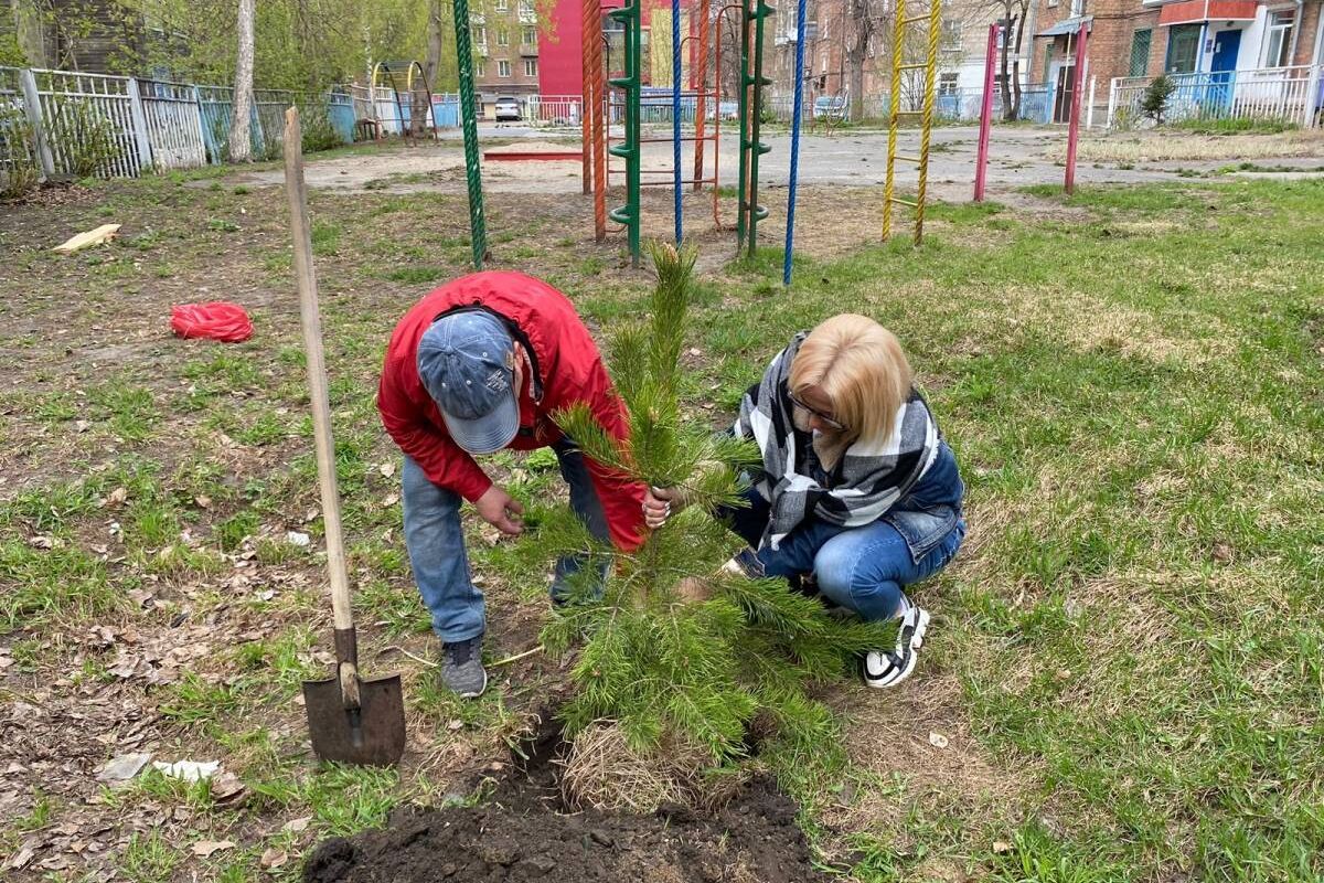 В Новосибирске активисты «Единой России» высадили более сотни хвойных деревьев