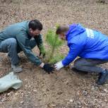 Амурские активисты «Единой России» высадили около 300 деревьев в военно-патриотическом парке «Патриот»