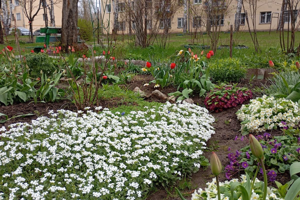 Более 500 кировских дворов участвуют в «цветочном проекте» Союза садоводов