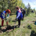 В Осинниках единороссы высадили саженцы ели