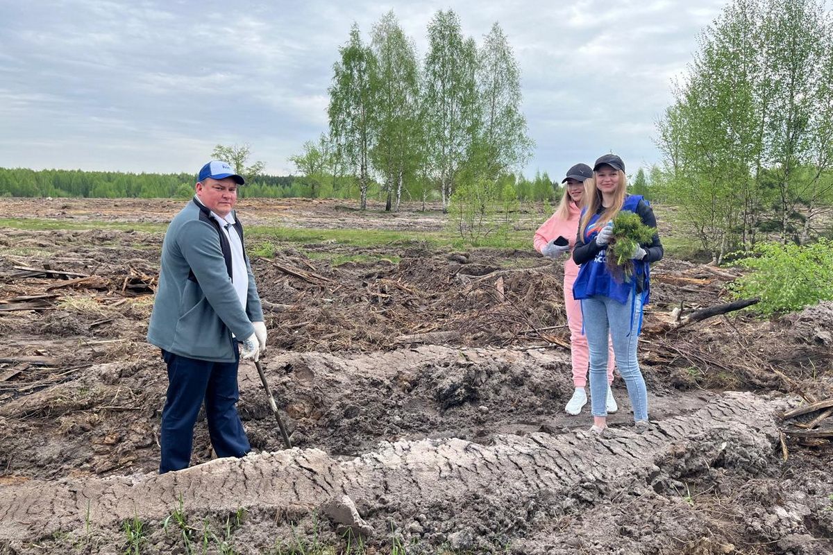 На территории Кулебакского районного лесничества высадили 15 тысяч саженцев  сосны в рамках акции «Сад памяти»