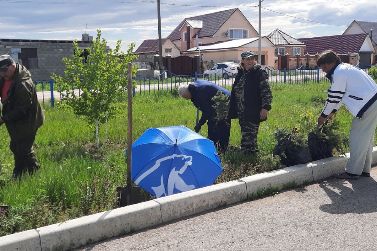 В кизильском сквере имени Героя Советского Союза высадили голубые ели