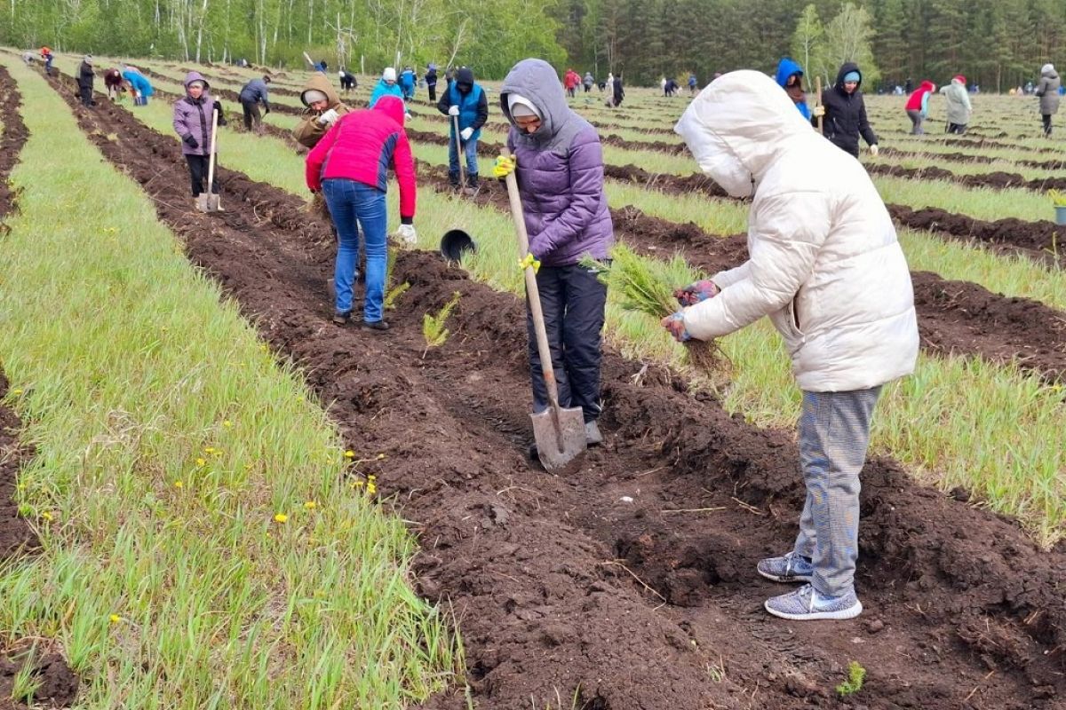 Бавлинцы посадили 50 тысяч хвойных саженцев