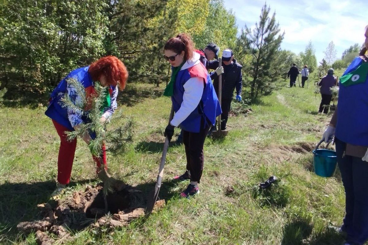 В Осинниках единороссы высадили саженцы ели